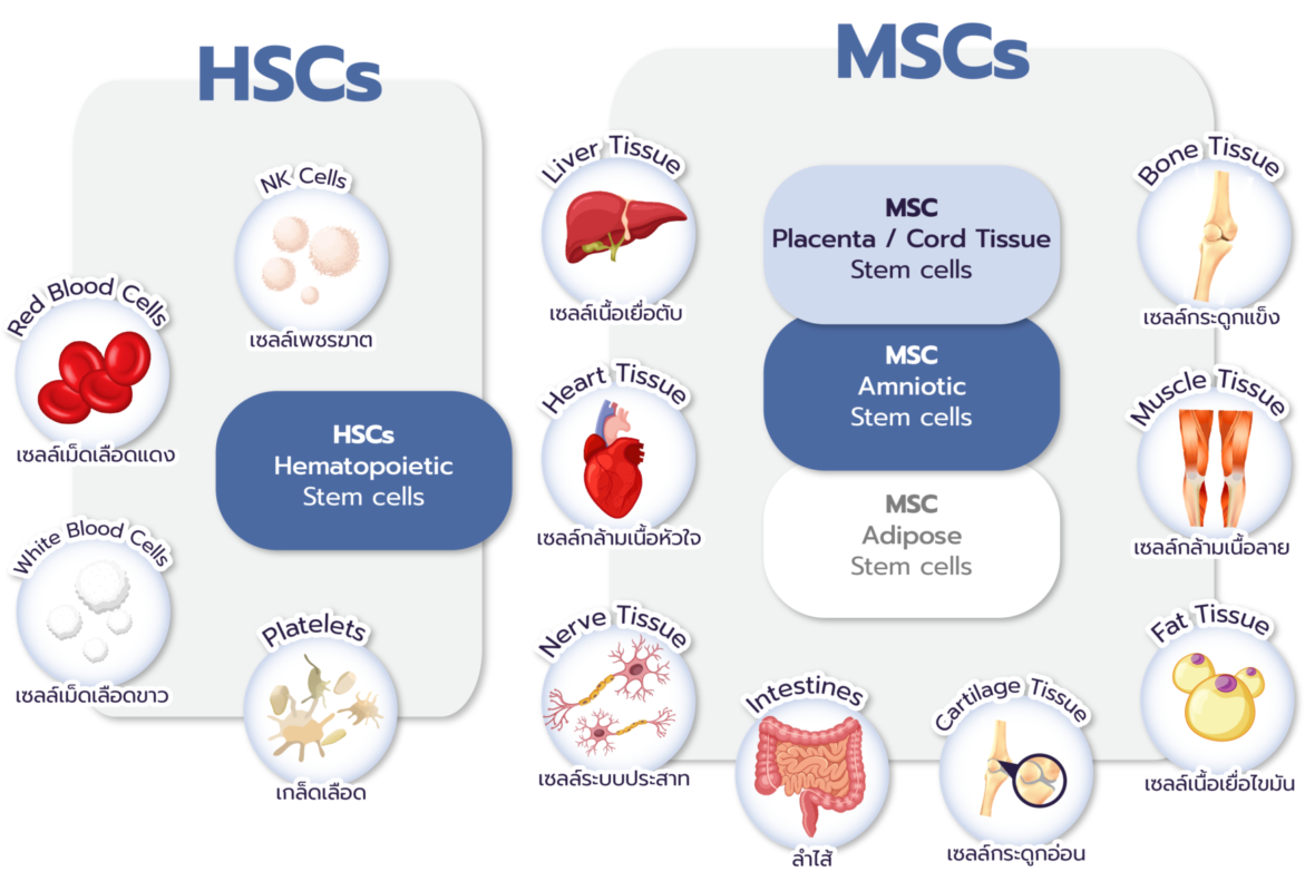 หน้า-Stem-Cell-Thai_-ENG-2048x1444-1-1-1171x800